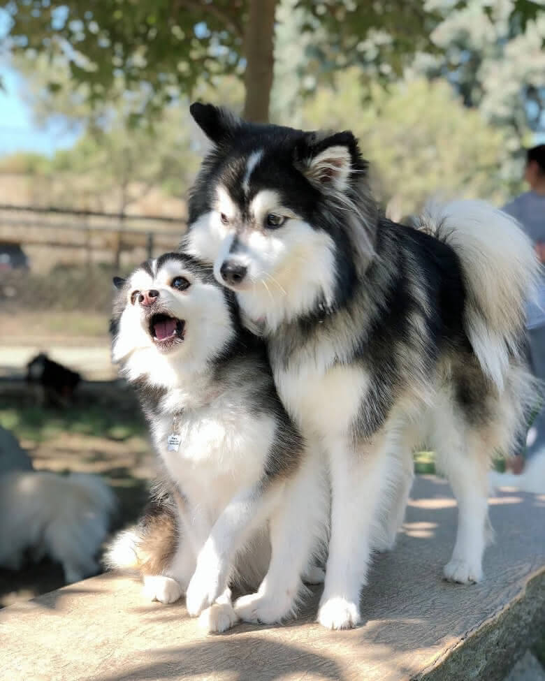 filhote de pomsky